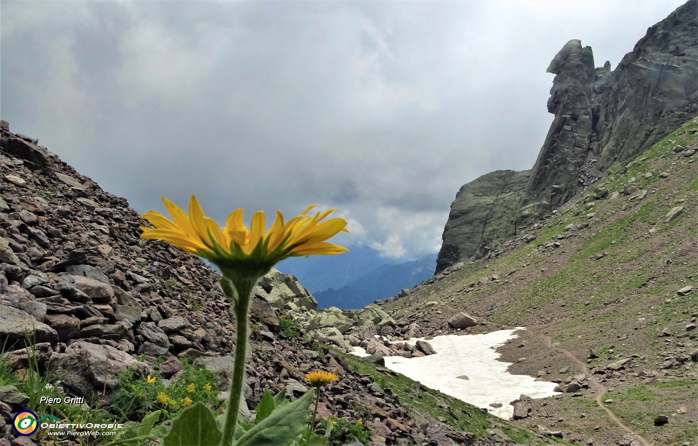 50 Per la Sfinge fiore di Doronico (Dorronicum grandiflorum).JPG -                                